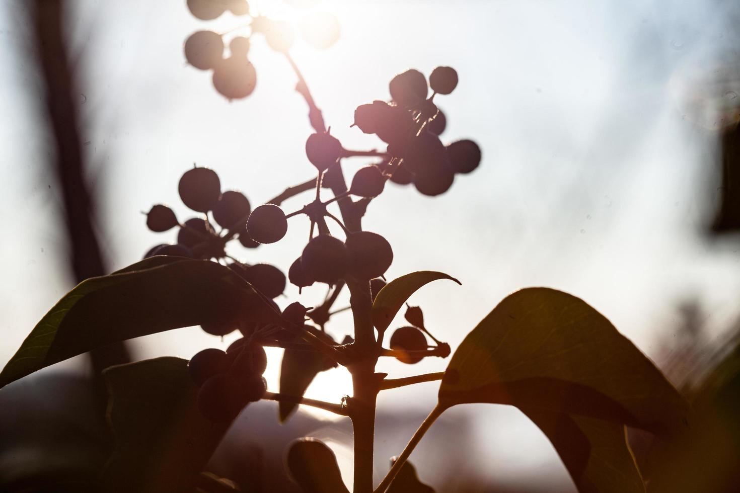 o despertar da natureza na primavera. foto