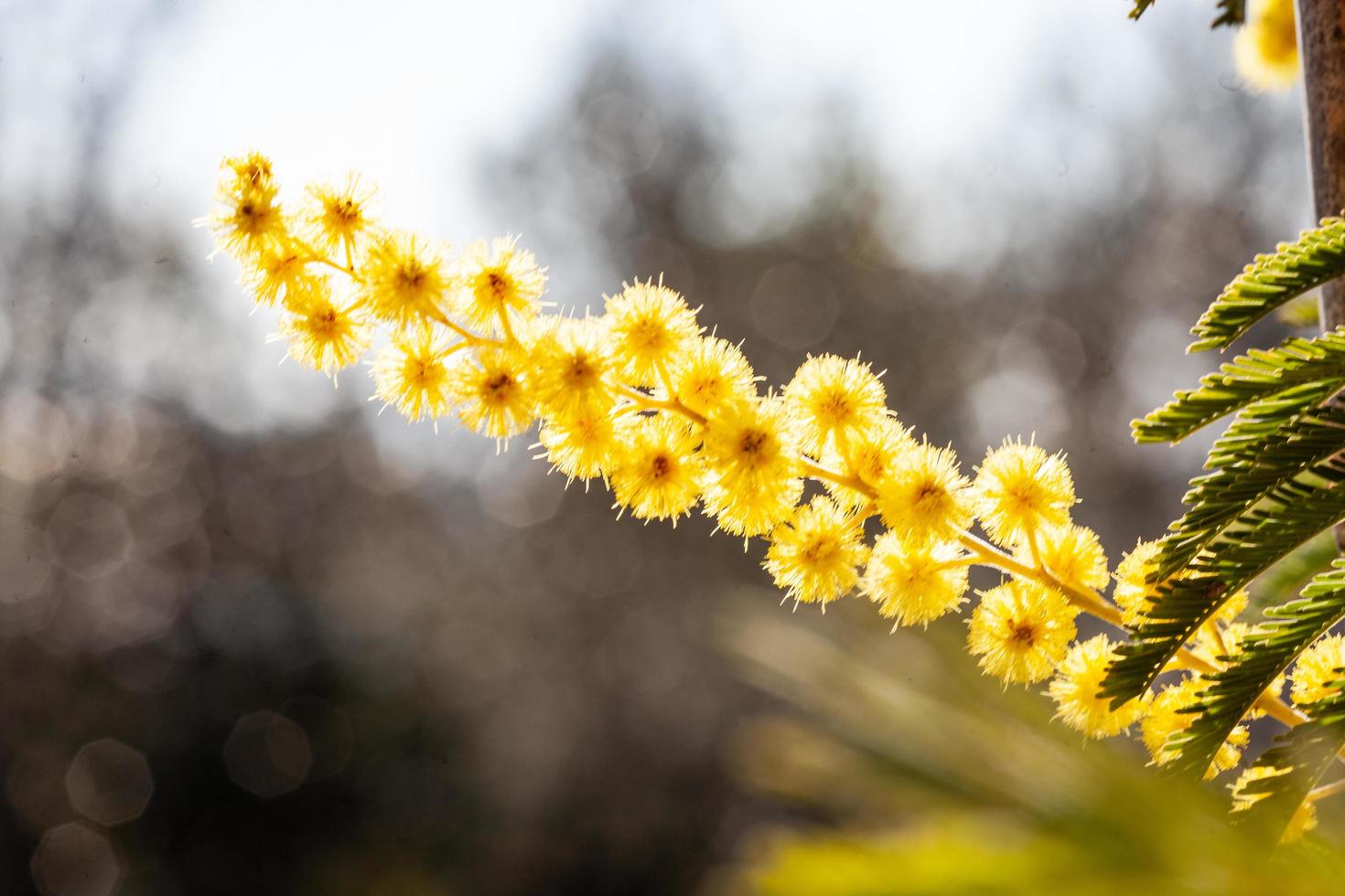 árvore mimosa em um campo foto