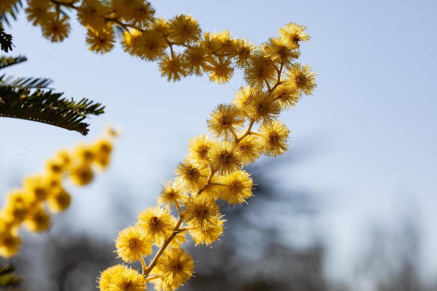 árvore mimosa em um campo foto