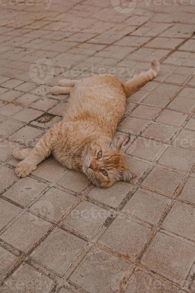 gengibre gato descansando em a concreto calçada em uma caloroso tarde foto