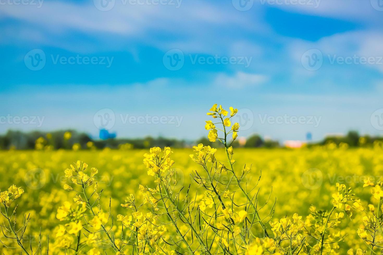 campo florescendo em um dia ensolarado de verão foto