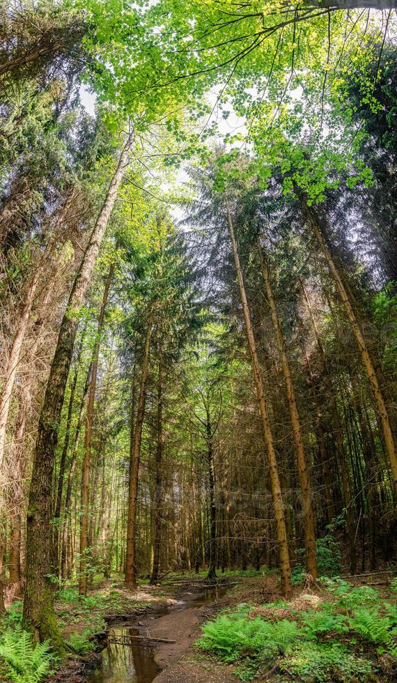 cobrir página com mágico pinho árvores floresta com samambaia às ribeirinha do zschopau rio perto mittweida cidade, Saxônia, Alemanha. foto