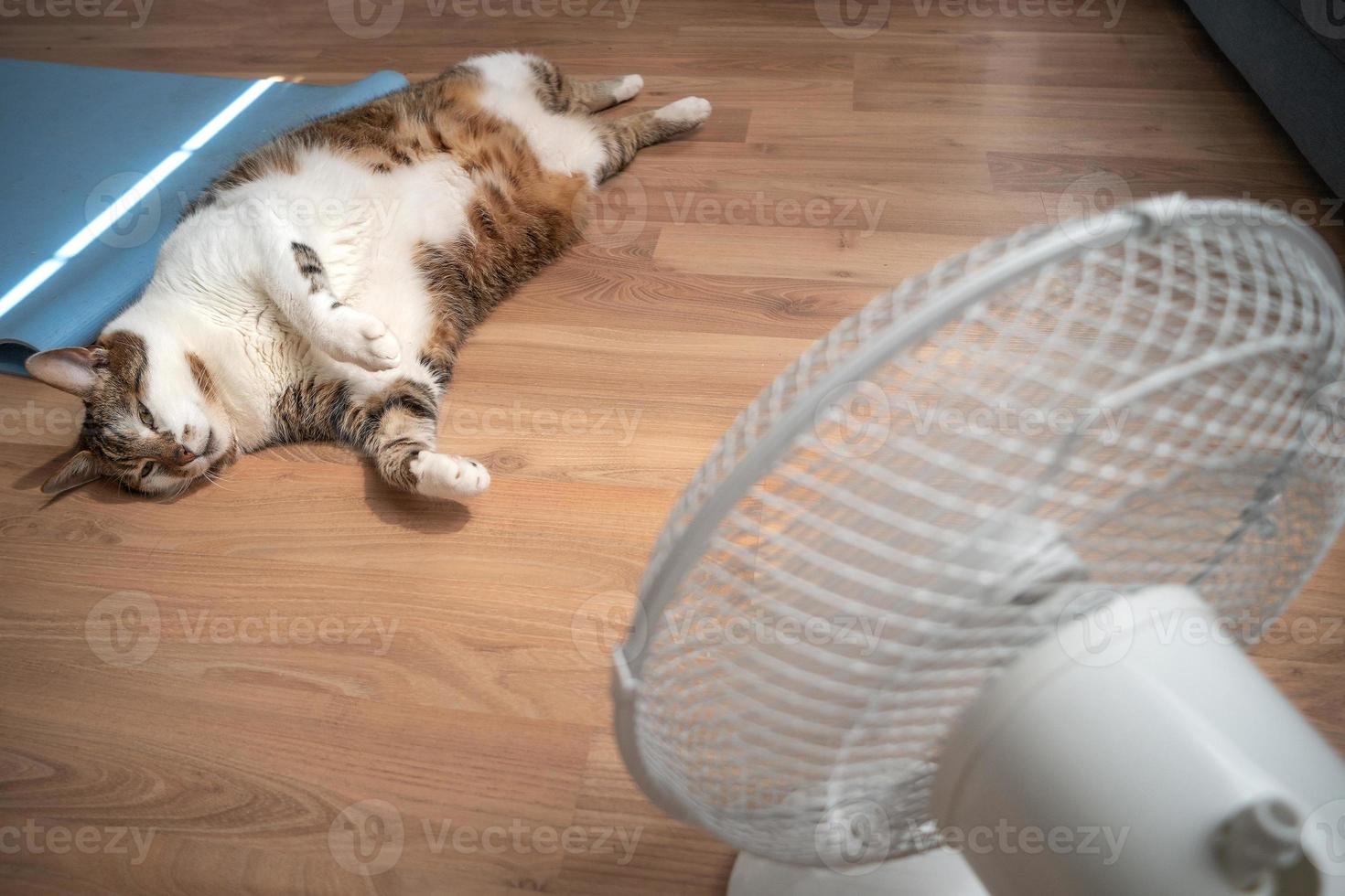 retrato do uma gordo e grande peludo doméstico gato desfrutando dentro frente do uma casa ventilador durante onda de calor dentro Europa. conceito do global aquecimento e animal bem-estar. foto