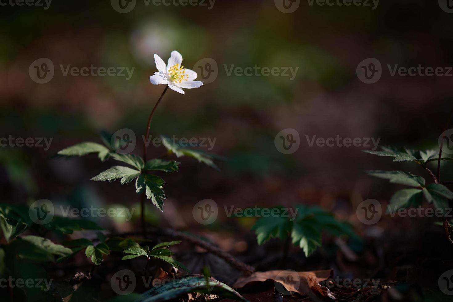 única flor branca na floresta foto