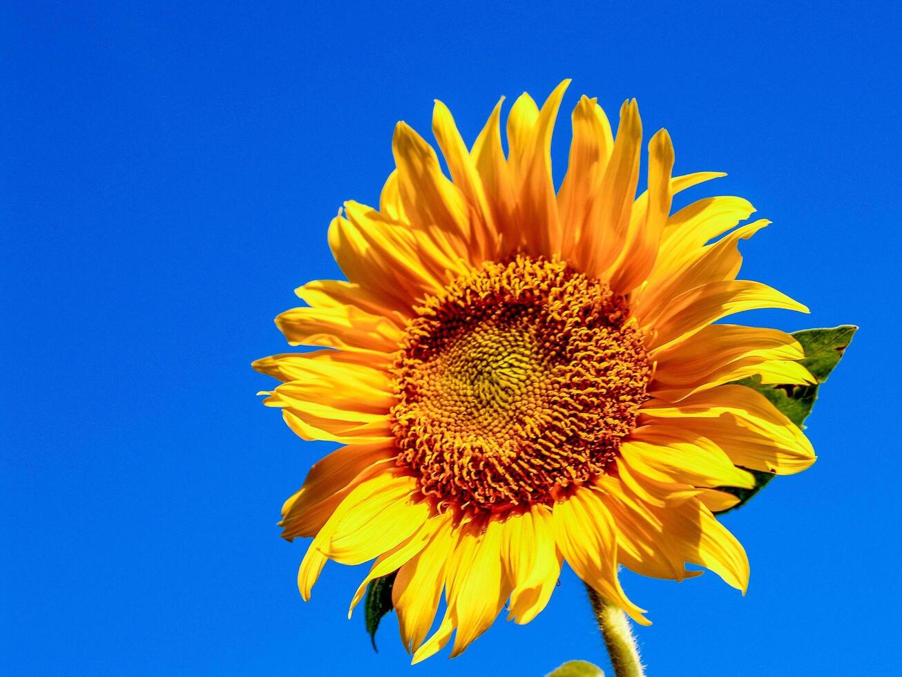 girassol brilhante e céu azul foto