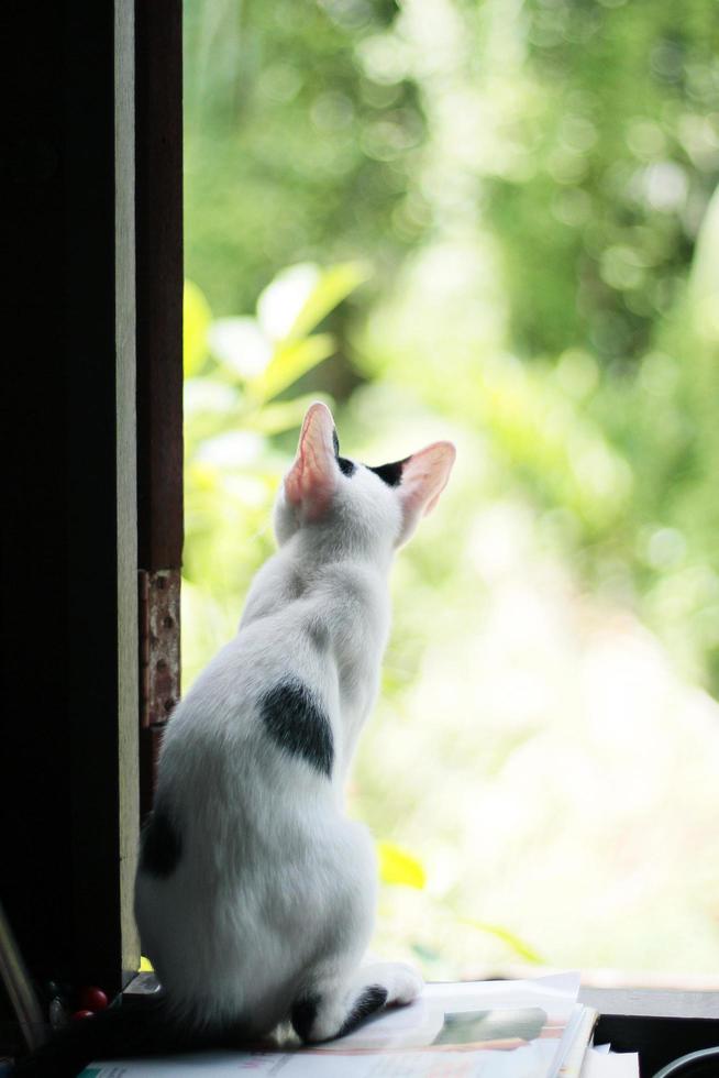 gatinho branco gato sentado e apreciar em a janela com luz solar e natureza foto