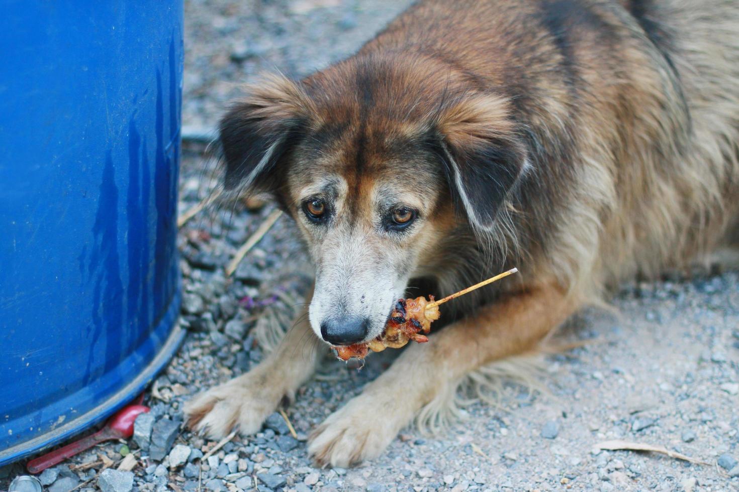 Castanho cachorro comendo grade carne de porco foto