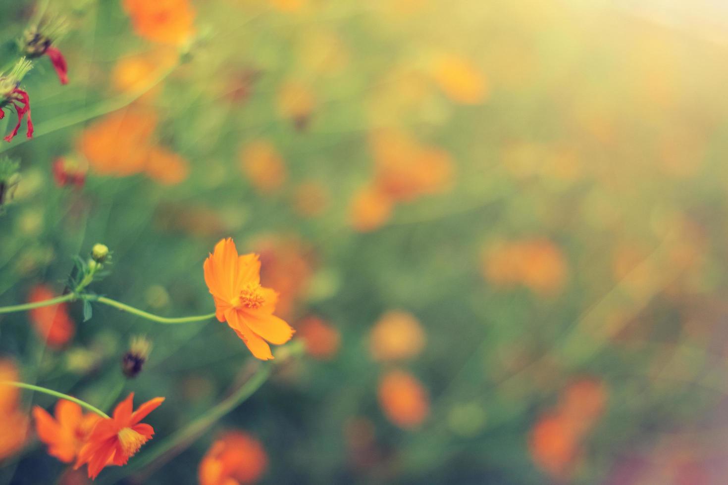 florescendo enxofre cosmos flores campo foto