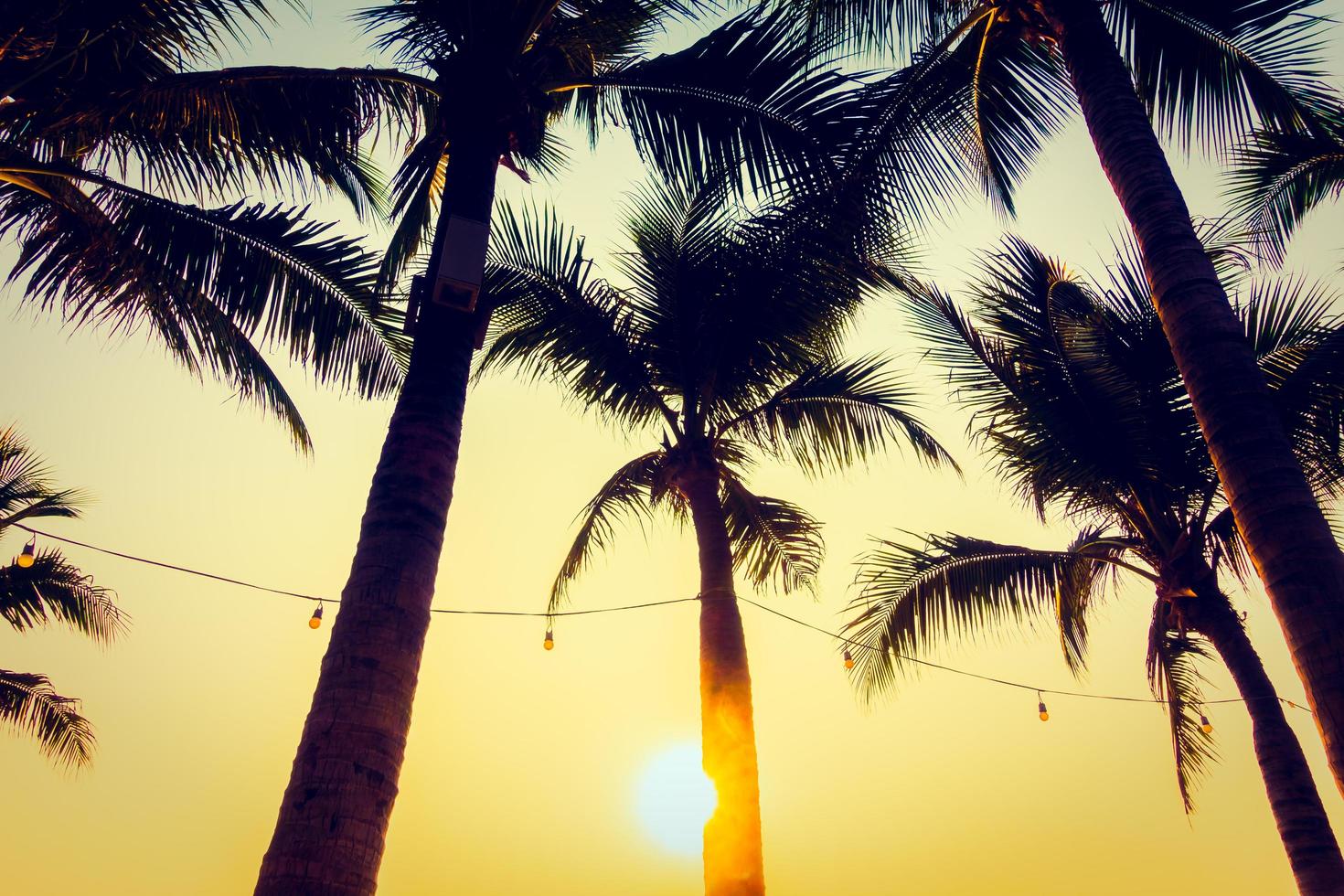 palmeiras ao pôr do sol foto