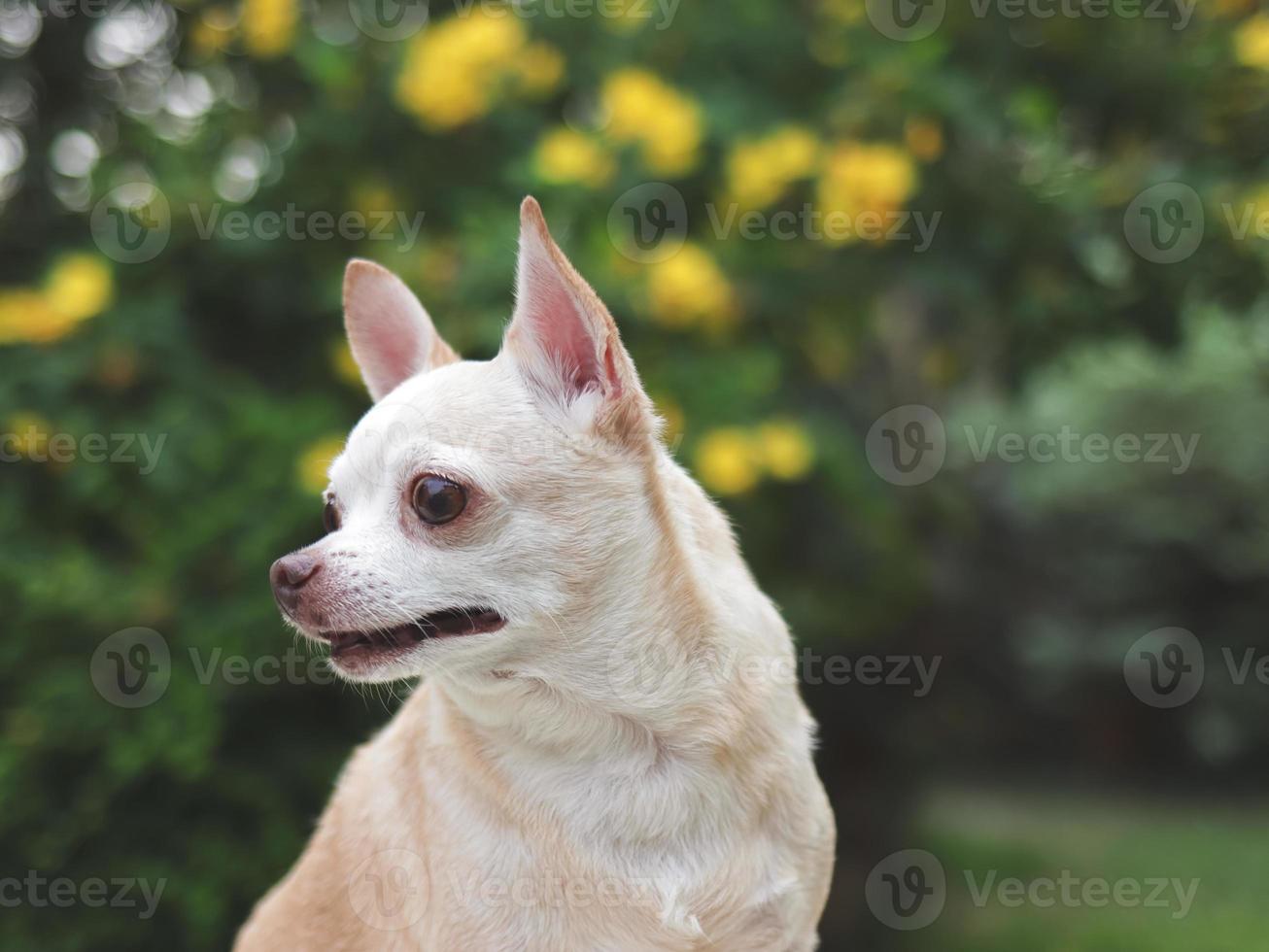 fofa Castanho curto cabelo chihuahua cachorro sentado dentro a jardim, olhando curiosamente. cópia de espaço. foto