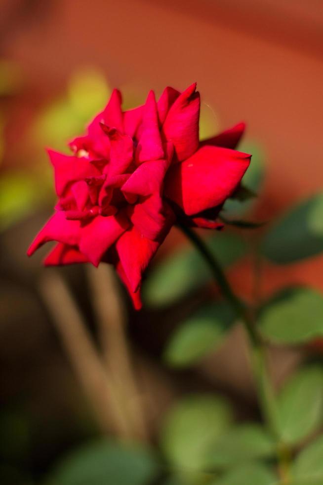 lindo vermelho rosas dentro jardim.uso para amor em namorados dia. foto