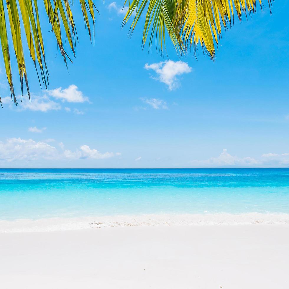 linda praia tropical com folhas de palmeira foto