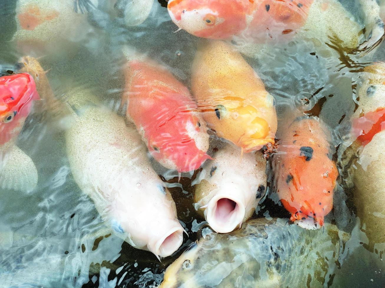 peixes koi na lagoa foto