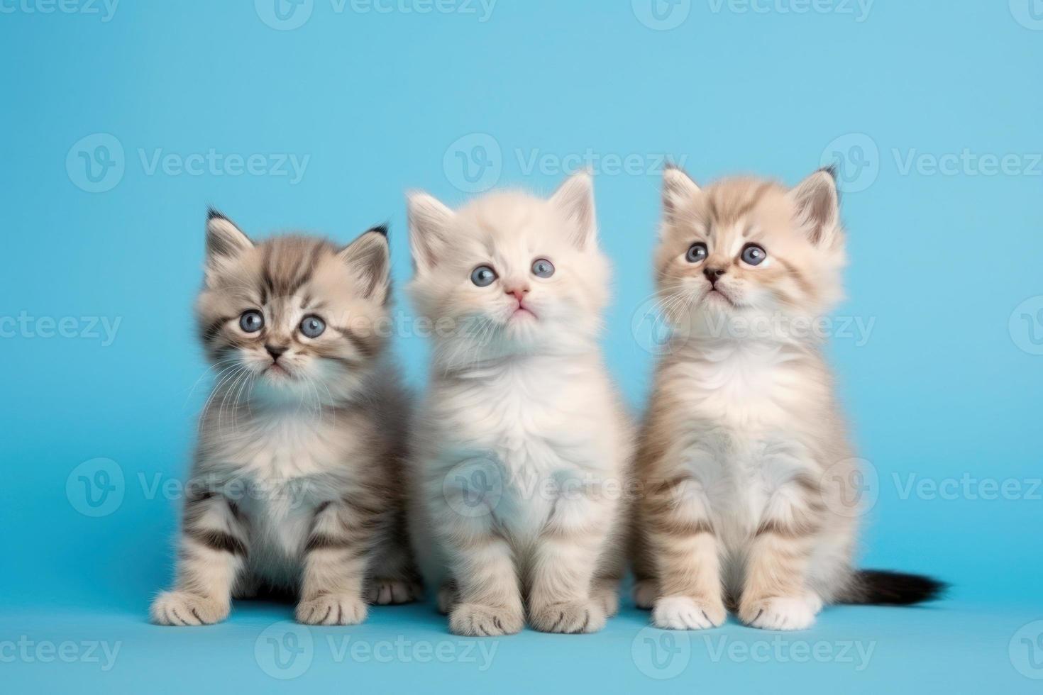 triplo fofa branco gatinho isolado em azul fundo foto