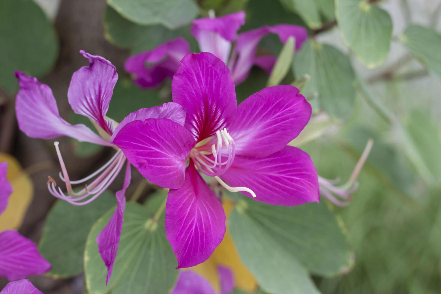 lindo bauhinia purpurea flor flor em árvore dentro a jardim em borrão natureza fundo. foto