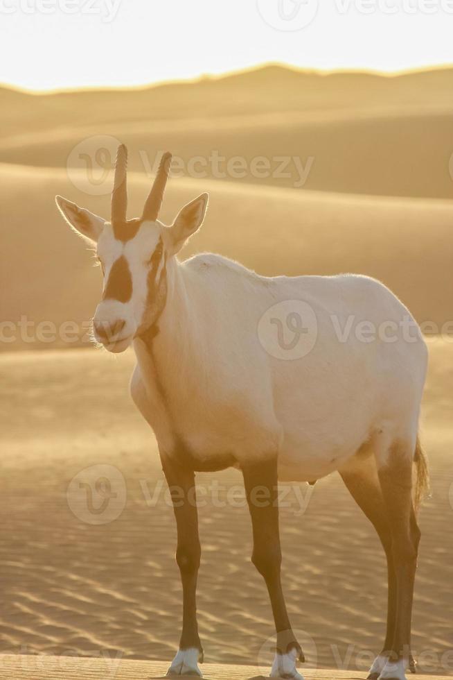 órix árabe no deserto foto
