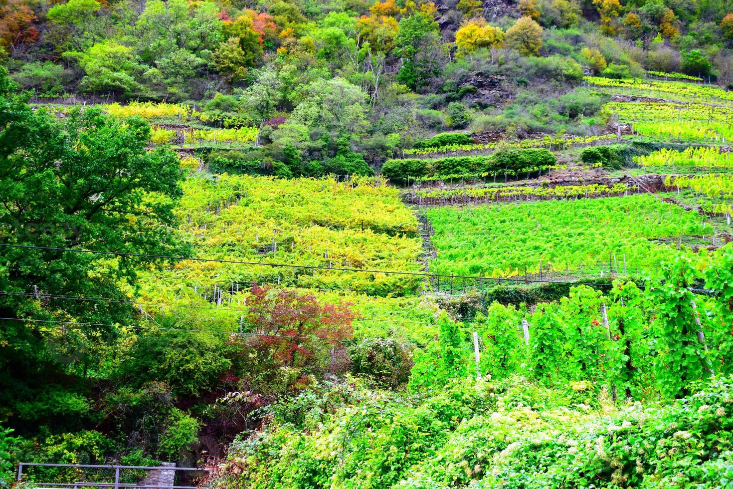 colorida Mosel vale vinhas dentro outono foto