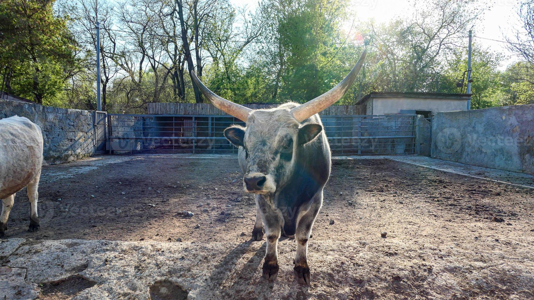 lindo vaca retrato dentro a jardim zoológico foto