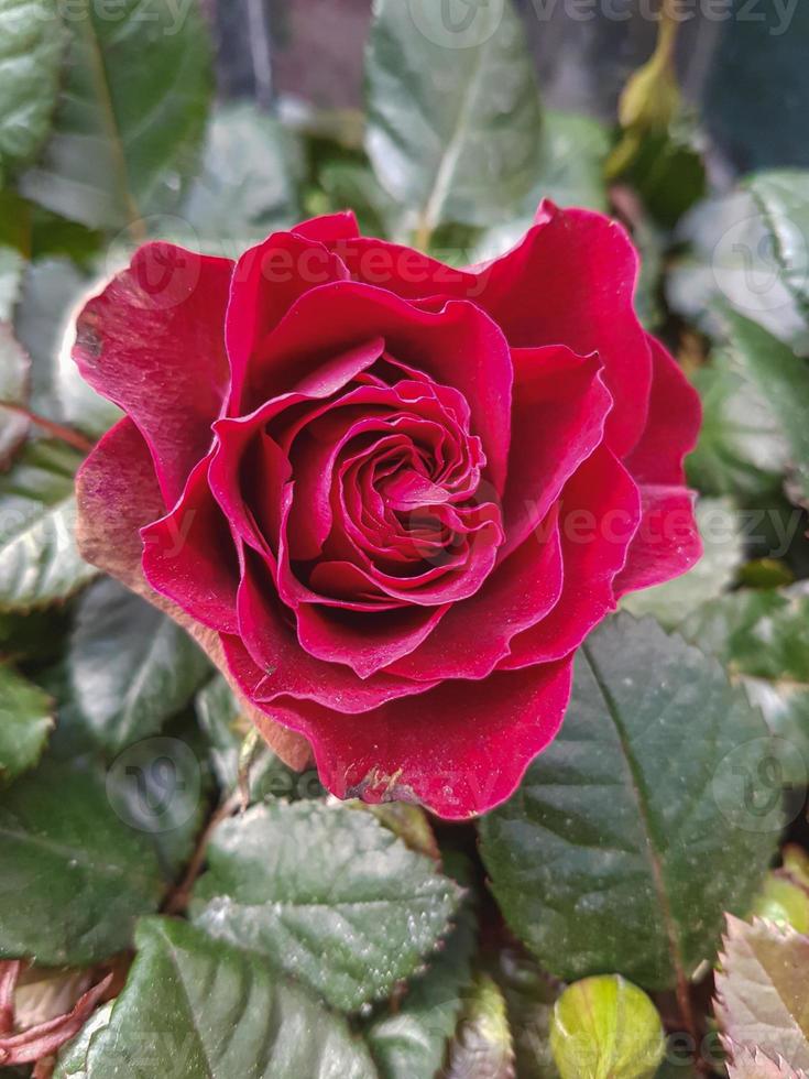 uma lindo rosa flores ao ar livre rosas dentro a jardim foto