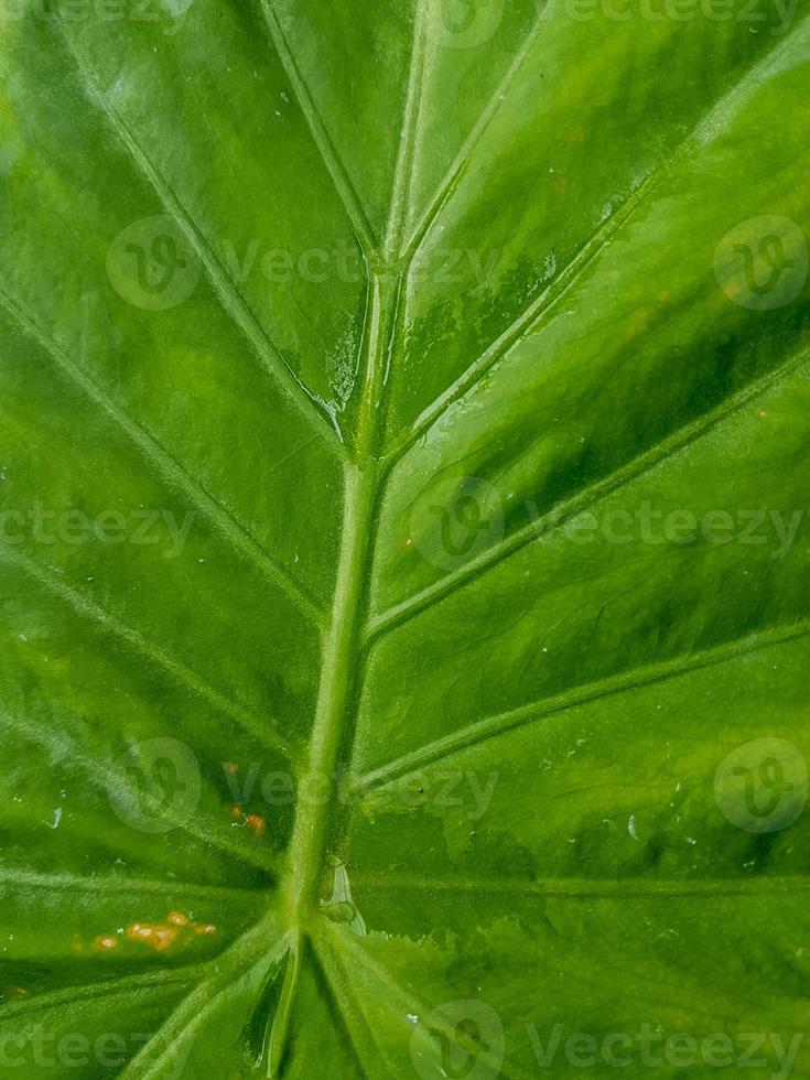 close-up da textura da folha verde foto