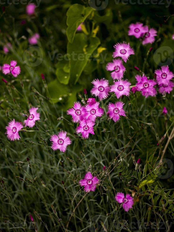 flores de tinta de dianthus no campo foto