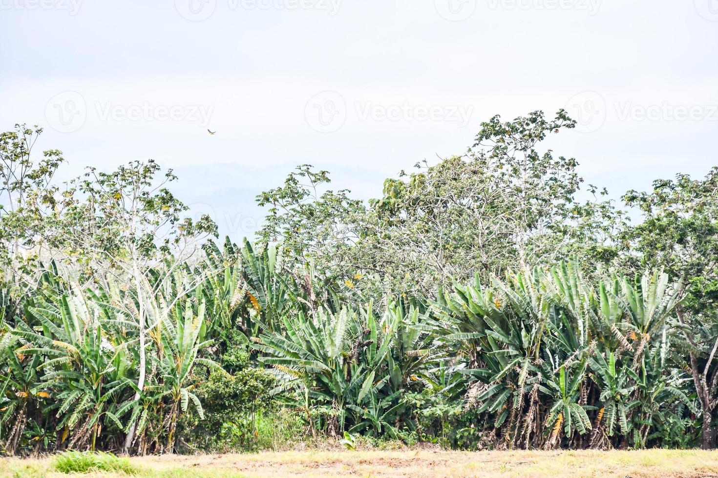 fundo com árvores foto