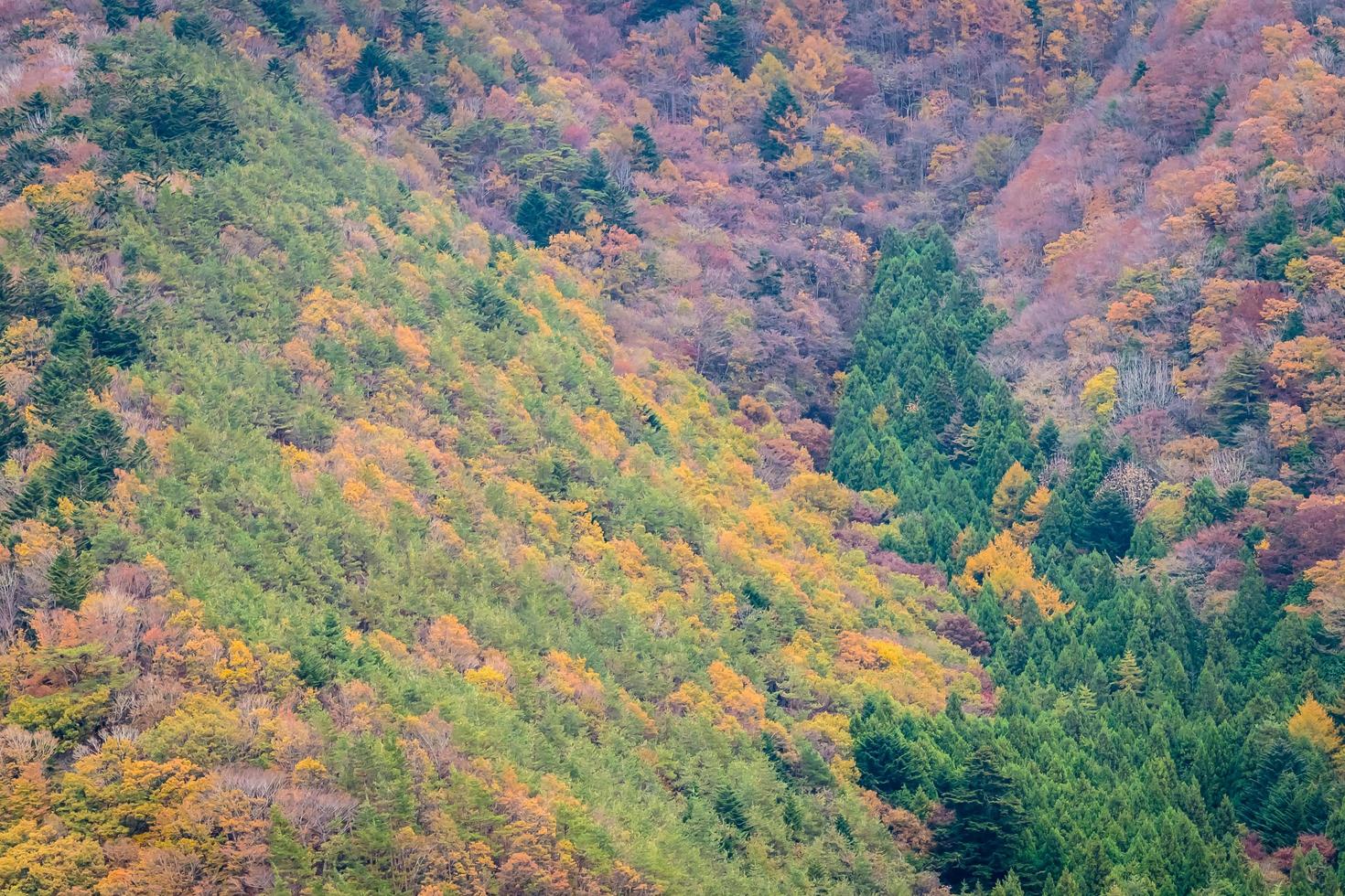 floresta colorida na montanha foto