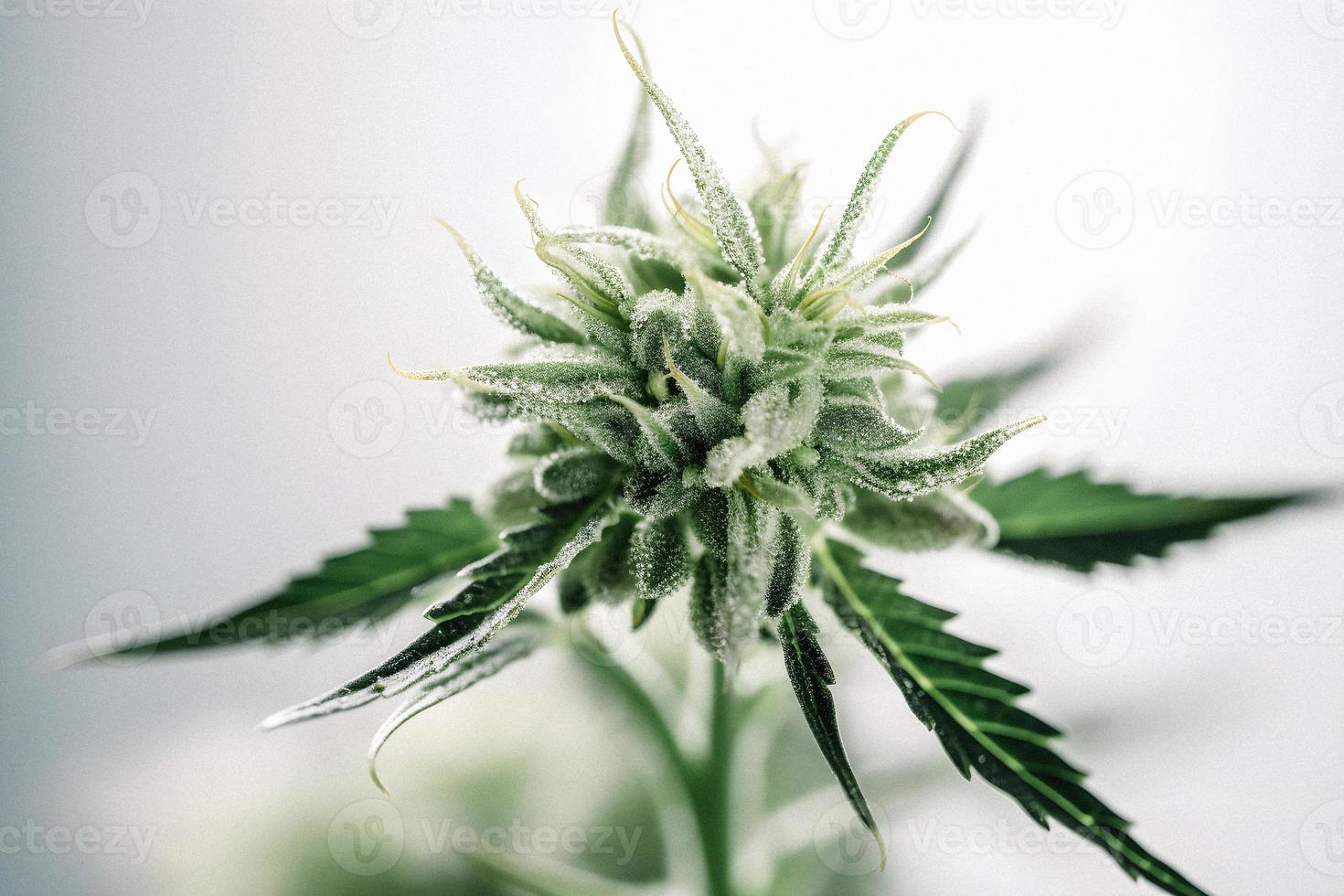 uma alta resolução fotografia do uma maconha sativa broto em uma branco fundo foto