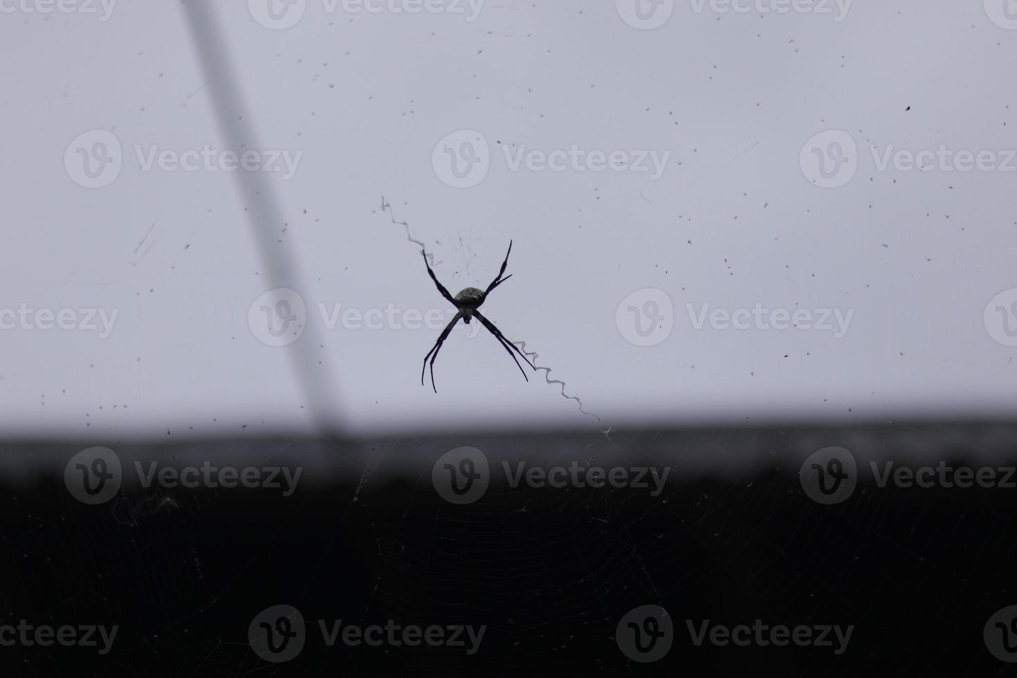 uma aranha empoleirado em Está rede com uma céu fundo foto