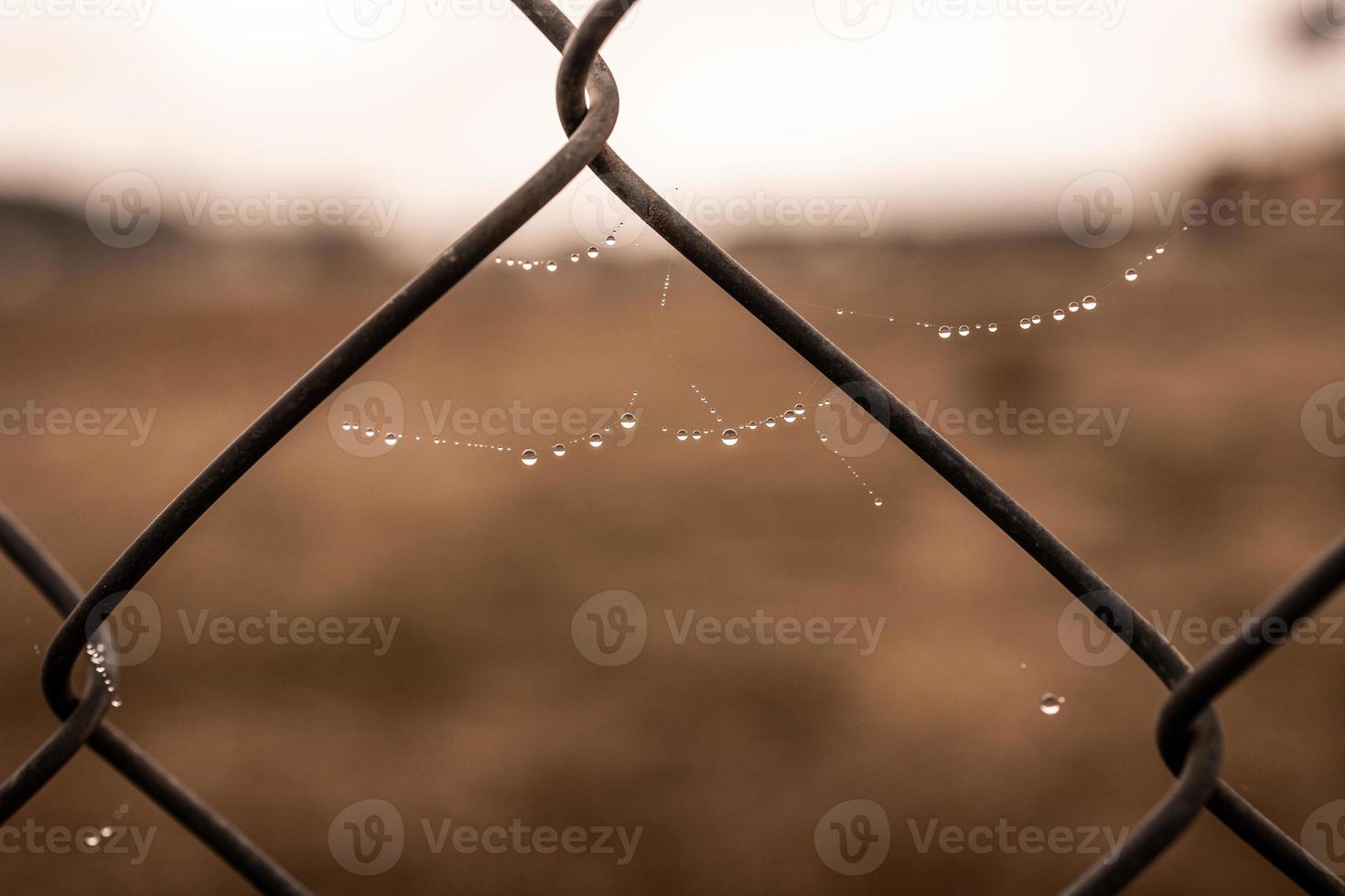 pequeno delicado água gotas em uma aranha rede dentro fechar-se em uma nebuloso dia foto