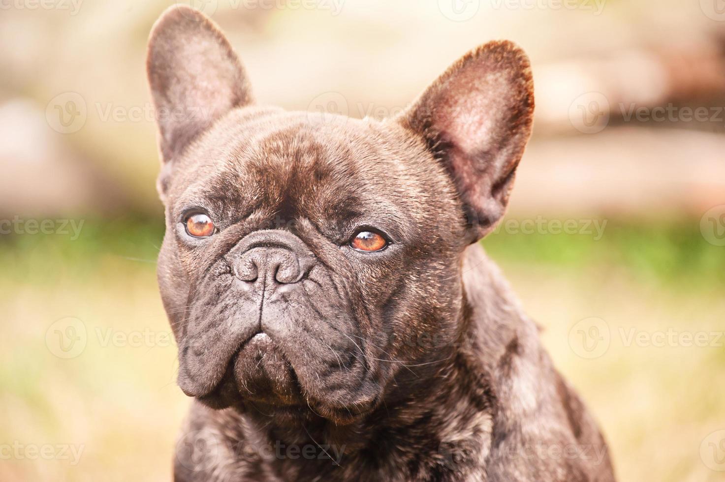 retrato do uma francês buldogue tigrado cachorro com Preto cor. animal, animal. foto