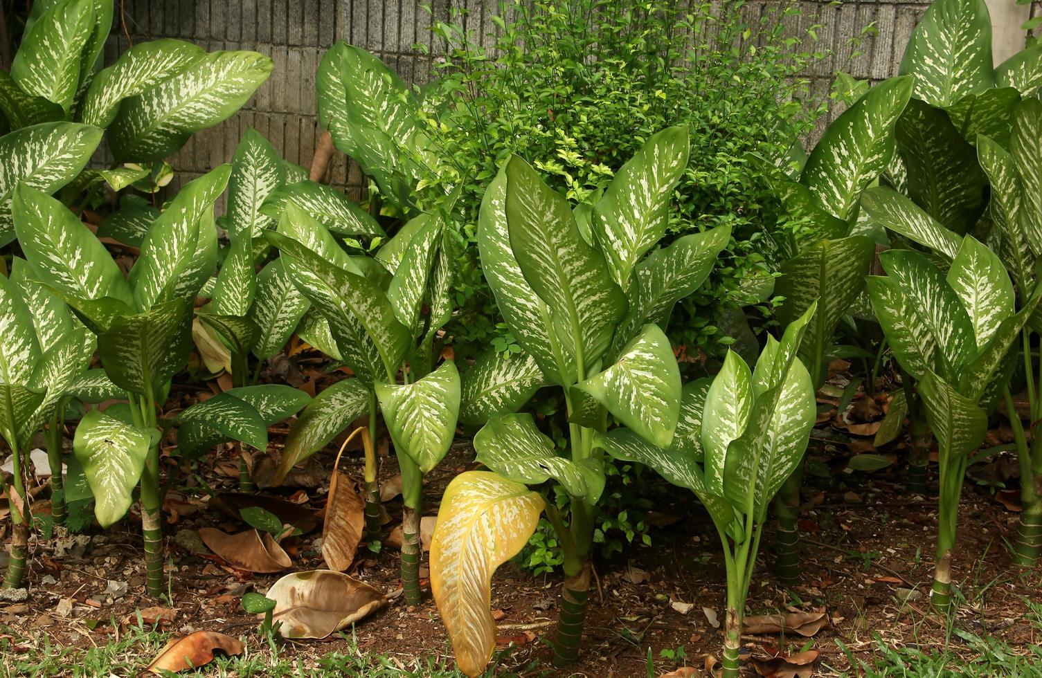 verde botânico folhas casa jardinagem temático fotografia isolado em panorama fundo modelo. selvagem plantar em calçada ao ar livre parque. foto