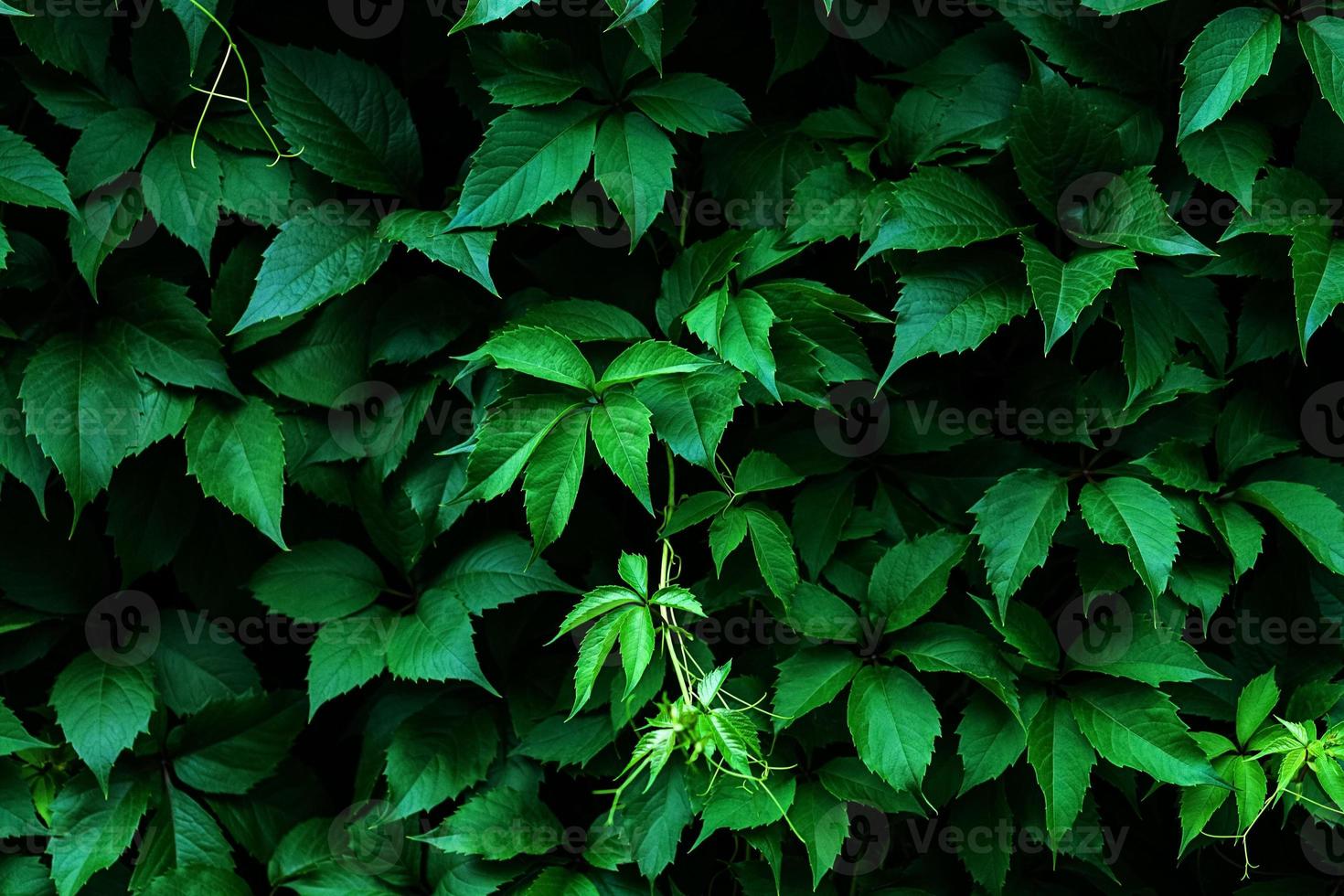 Virgínia rastejador Sombrio verde folhas fundo, partenocissus quinquefolia folhagem textura foto