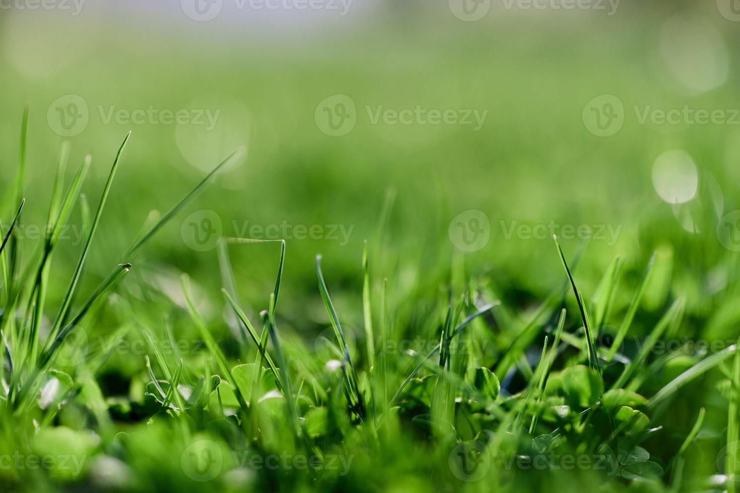 fresco Primavera gramado verde Relva crescendo dentro uma Prado foto