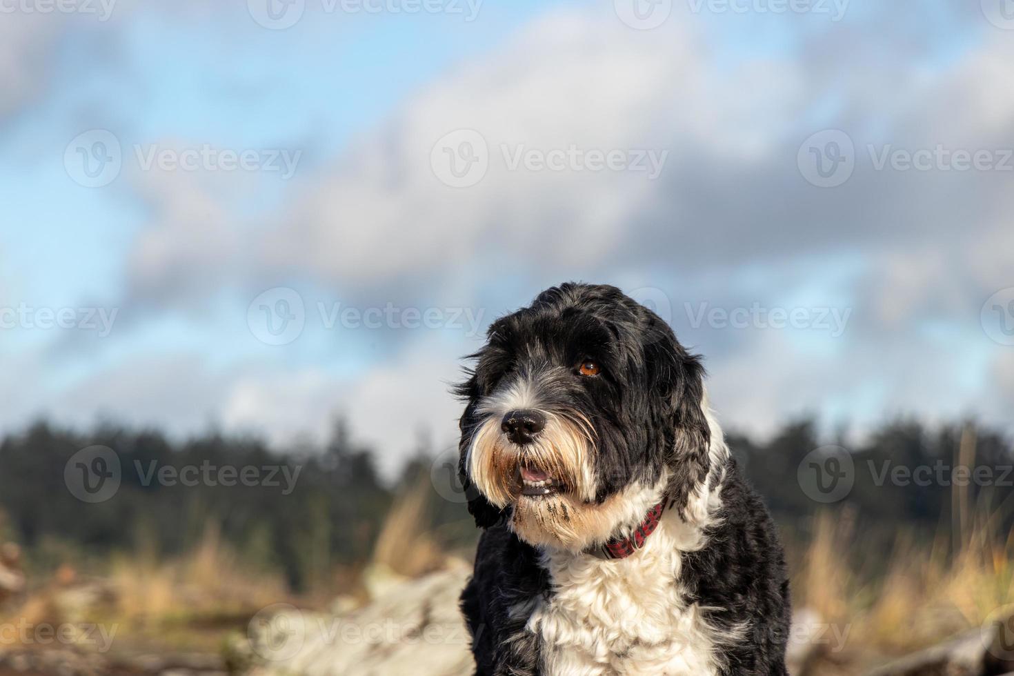 retrato do uma cachorro em pé em uma de praia foto