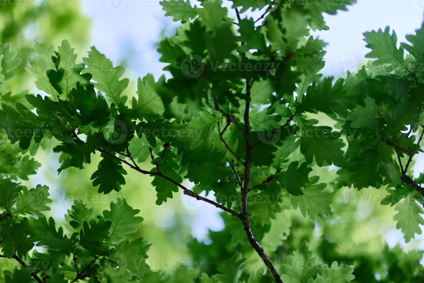 verde fresco folhas em a galhos do a carvalho fechar acima contra a céu dentro luz solar. Cuidado para natureza e ecologia, respeito para a terra foto