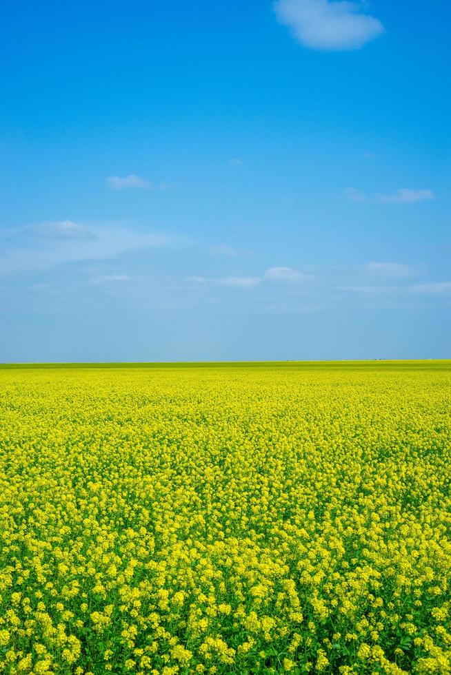 campo de colza com céu azul nublado na criméia foto