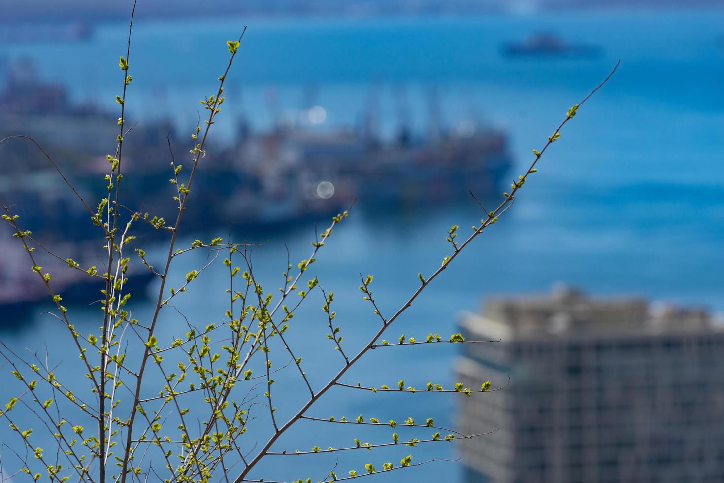 close-up de galhos com folhas verdes e um fundo desfocado de um porto e navios foto