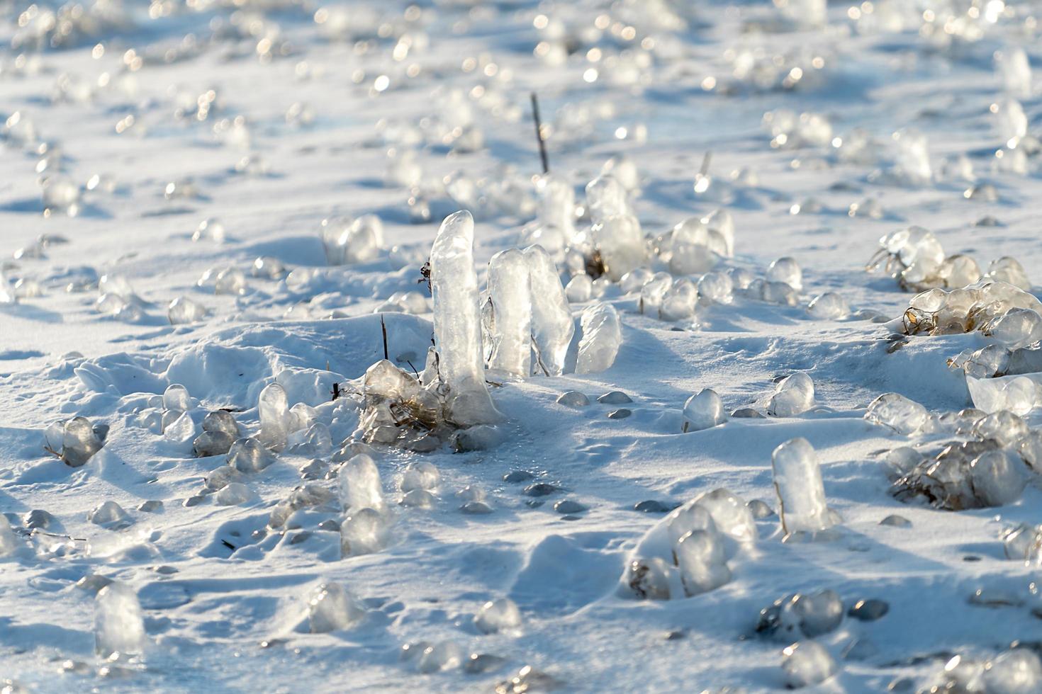 pingentes de gelo em plantas em um terreno nevado foto