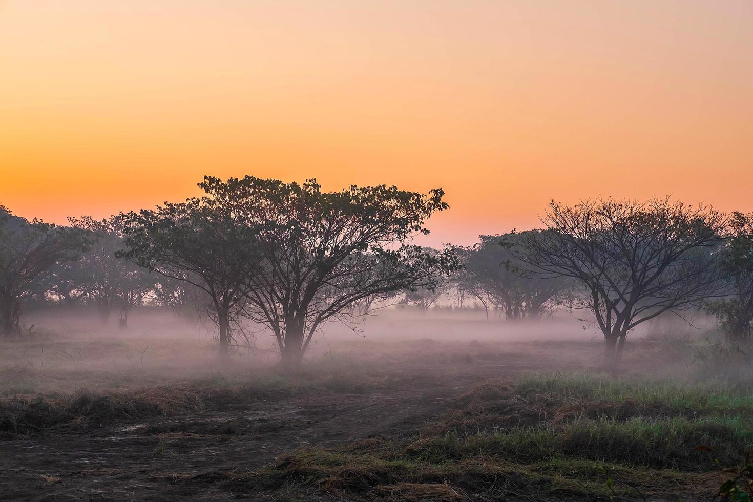 floresta nebulosa ao amanhecer foto