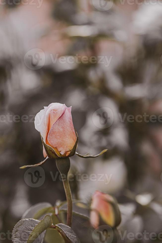 delicado Primavera flor rosa fechar-se dentro uma ensolarado jardim foto