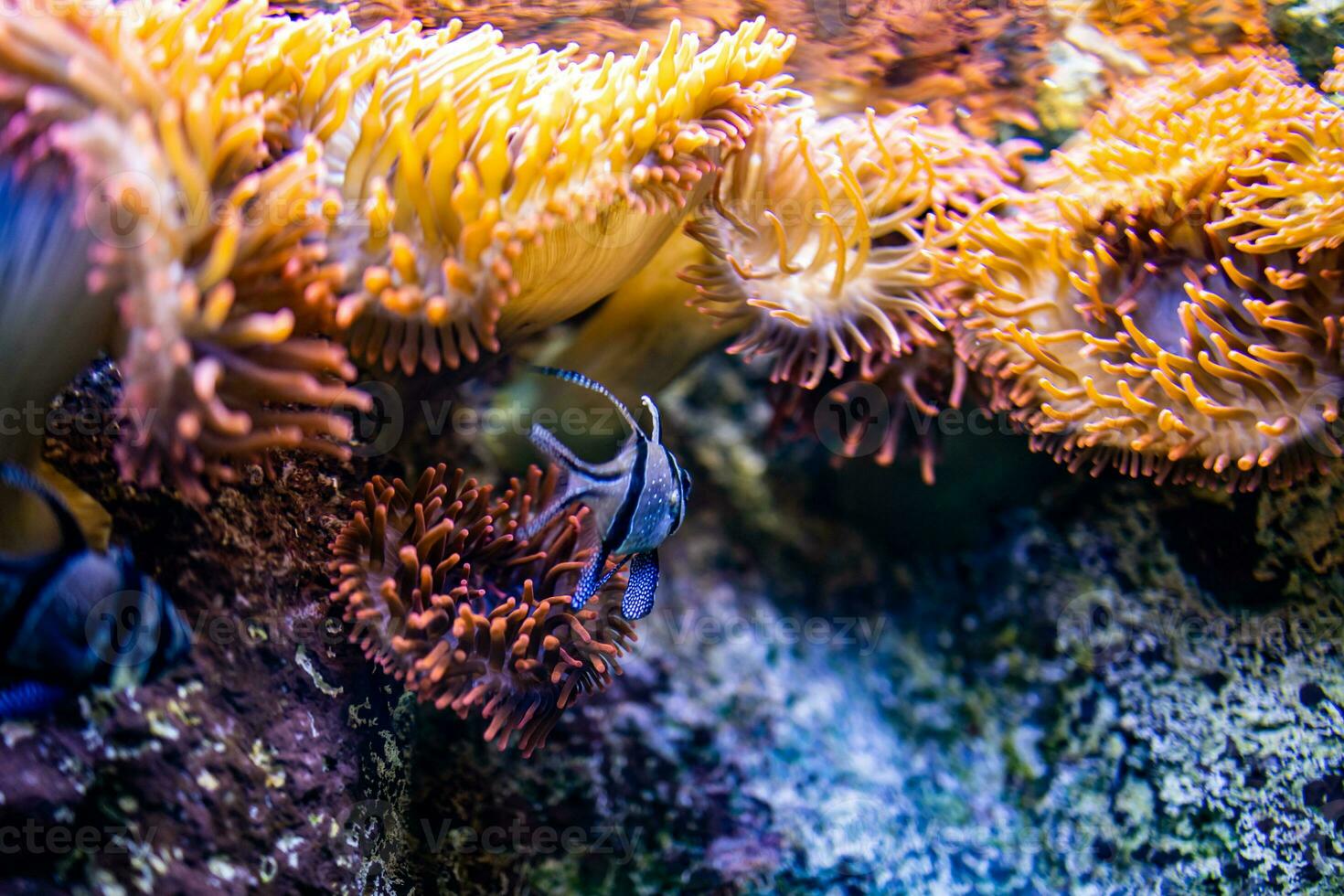 pequeno peixe animal natação dentro a aquário do a jardim zoológico do Zaragoza dentro Espanha em uma Sombrio fundo foto