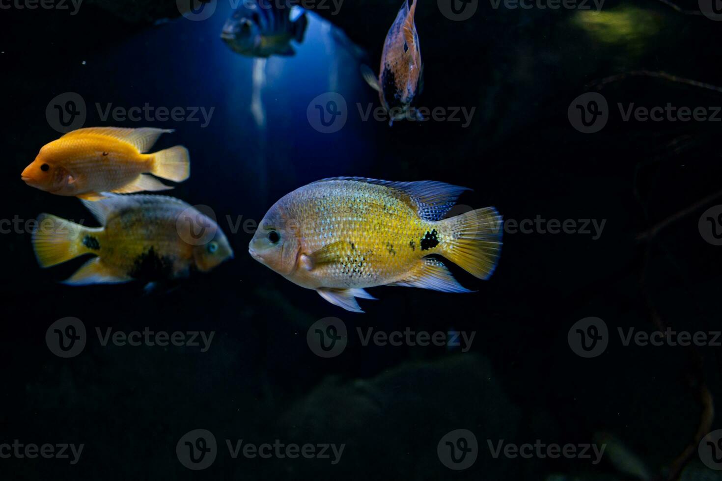 pequeno peixe animal natação dentro a aquário do a jardim zoológico do Zaragoza dentro Espanha em uma Sombrio fundo foto