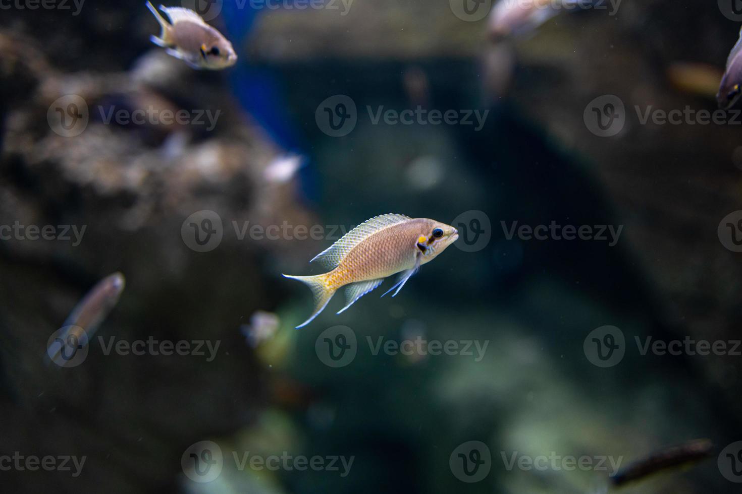 pequeno peixe animal natação dentro a aquário do a jardim zoológico do Zaragoza dentro Espanha em uma Sombrio fundo foto