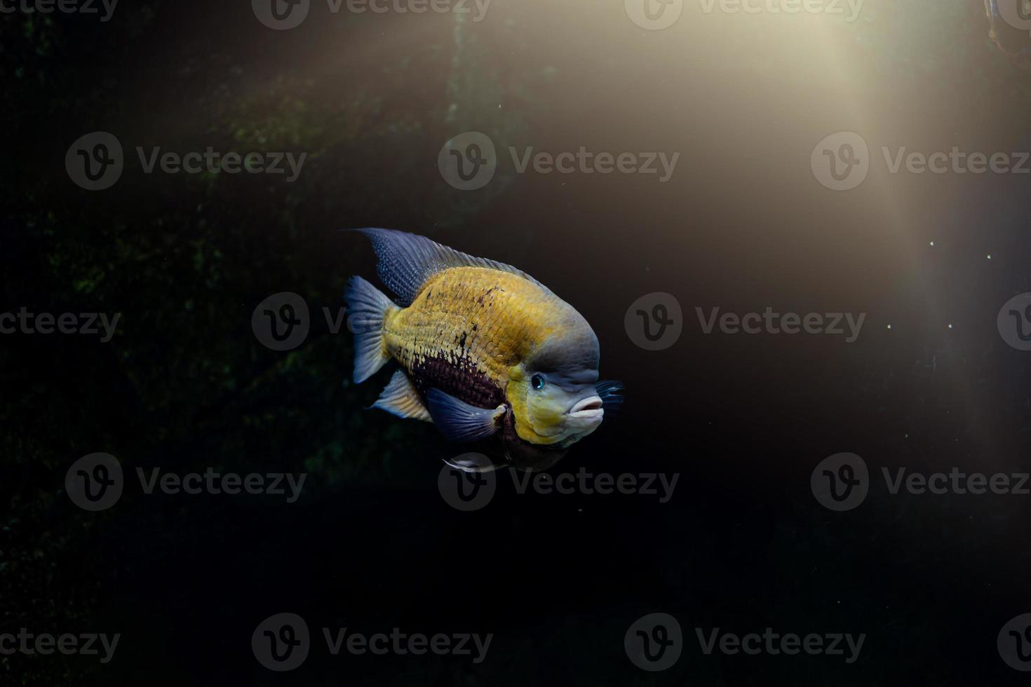 pequeno peixe animal natação dentro a aquário do a jardim zoológico do Zaragoza dentro Espanha em uma Sombrio fundo foto