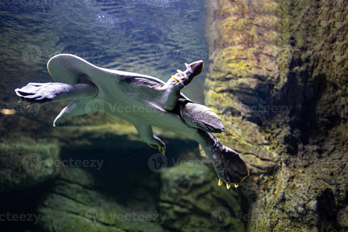 animal réptil tartaruga natação dentro uma jardim zoológico aquário dentro fechar-se foto