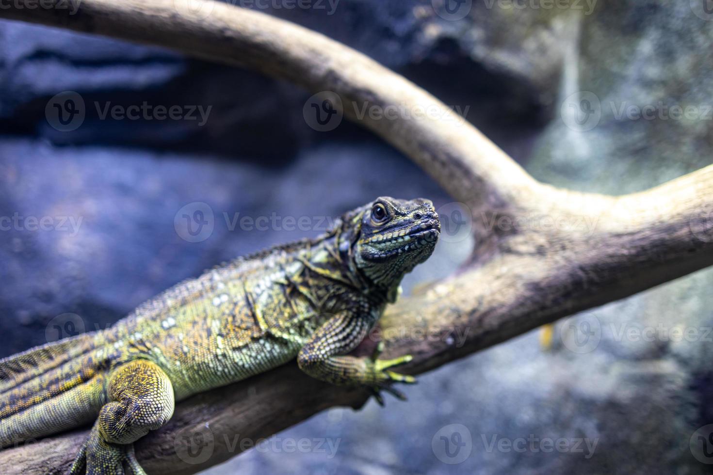 retrato do uma réptil lagarto sentado em uma árvore ramo foto