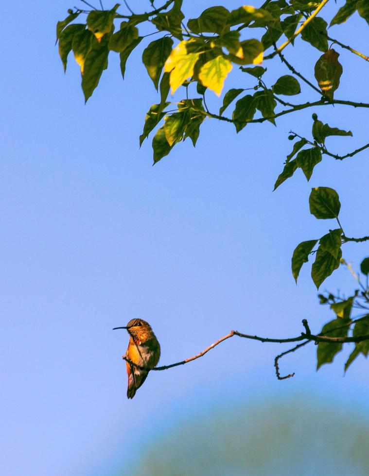 uma lindo pássaro sentado em uma árvore foto