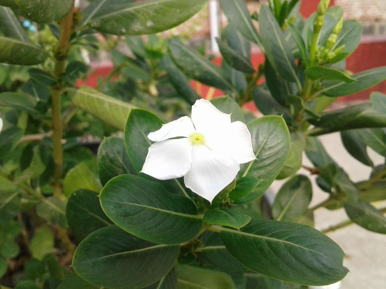 nayantara flores estão florescendo dentro a flor árvore foto