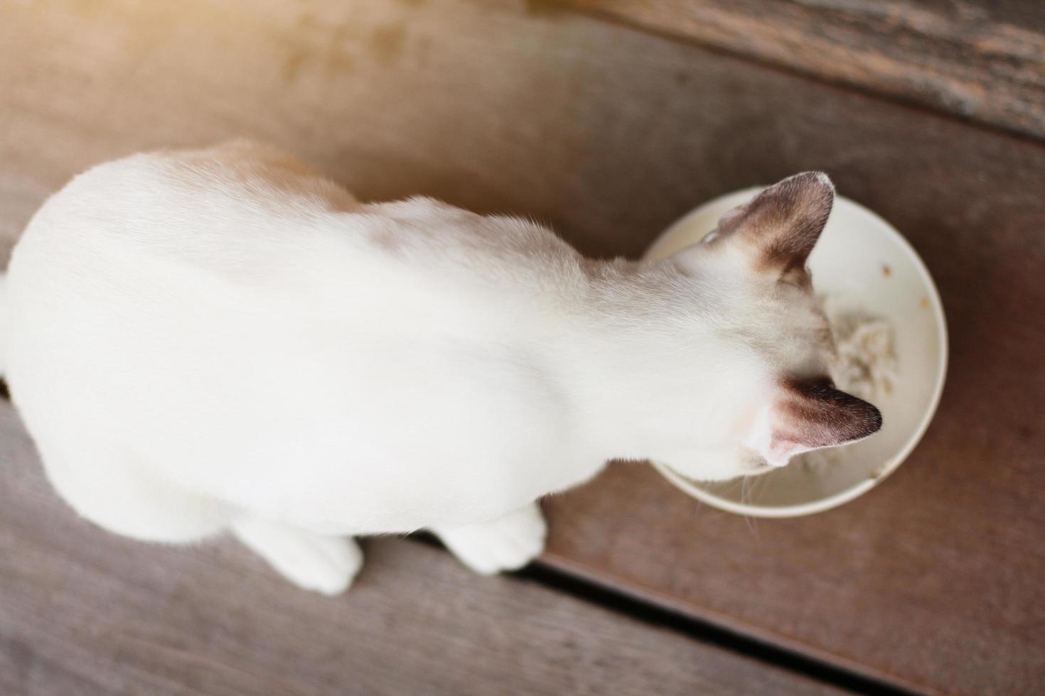 branco gato apreciar e comendo Comida em de madeira chão foto